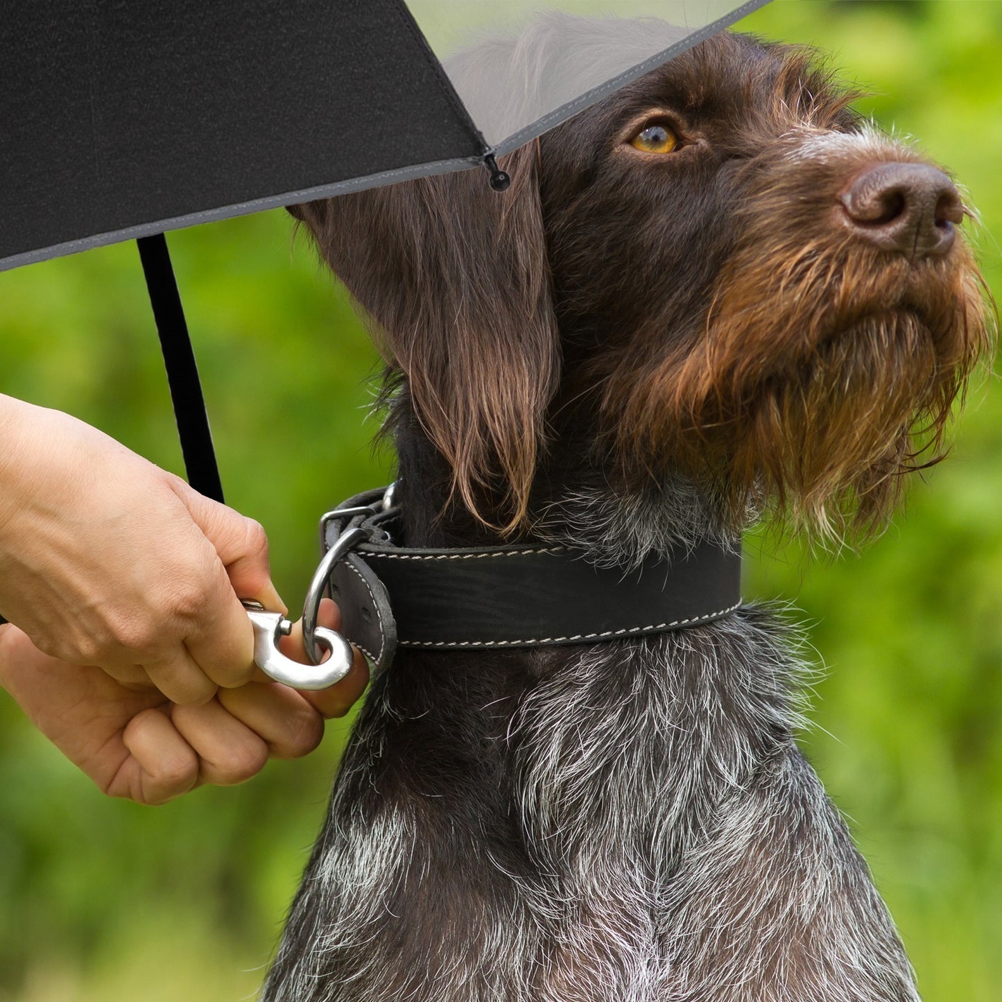 The PupBrella Personalized Folding Umbrella Dog Print